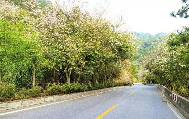 【道路建?！康缆肪G化帶設(shè)計(jì)